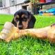 Intelligent mini Daschund male puppy