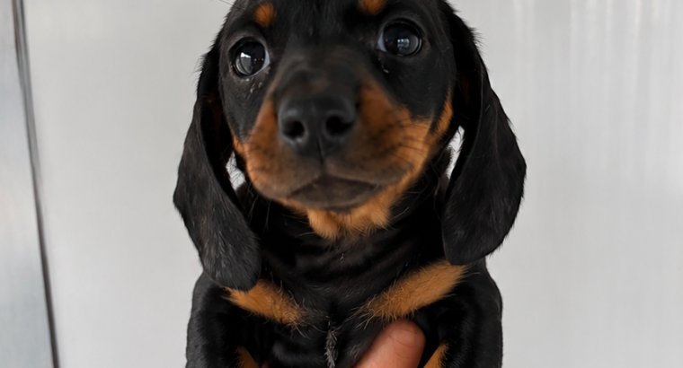 Purebred dachshund puppies