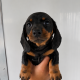 Purebred dachshund puppies