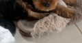 Yorkshire terrier puppy