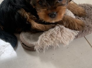 Yorkshire terrier puppy