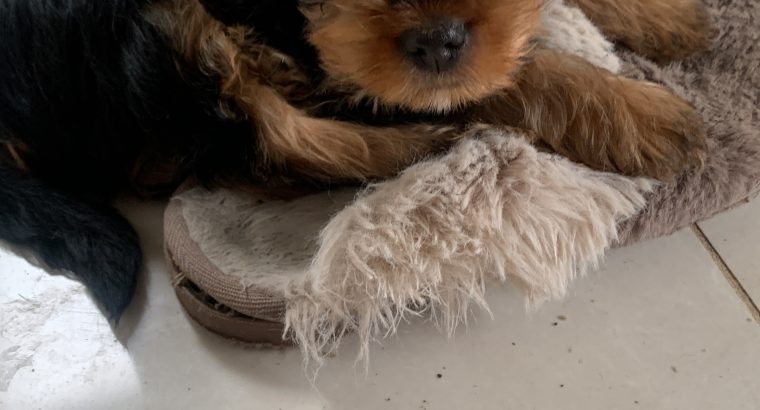 Yorkshire terrier puppy