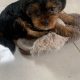 Yorkshire terrier puppy