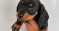 Purebred dachshund puppies