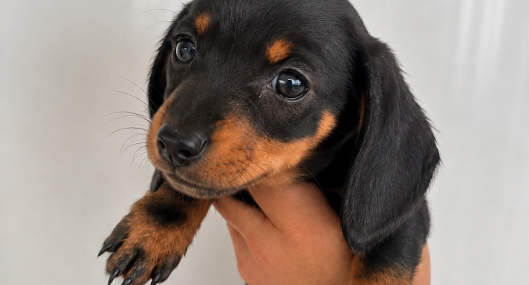 Purebred dachshund puppies