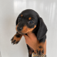 Purebred dachshund puppies