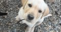 Labrador puppy