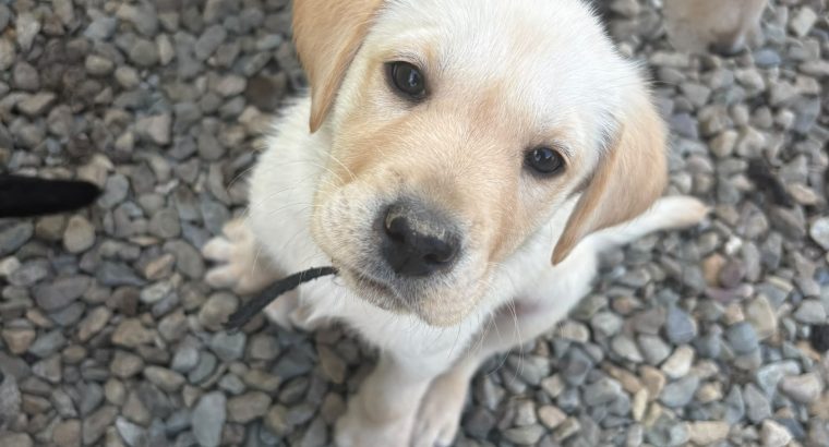 Labrador puppy