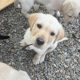 Labrador puppy
