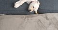 Labrador puppy