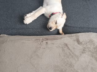 Labrador puppy