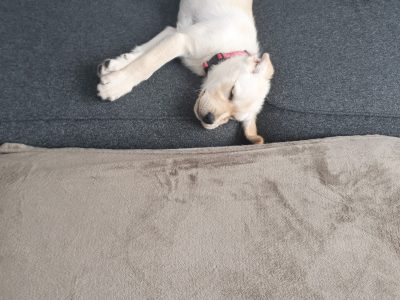 Labrador puppy