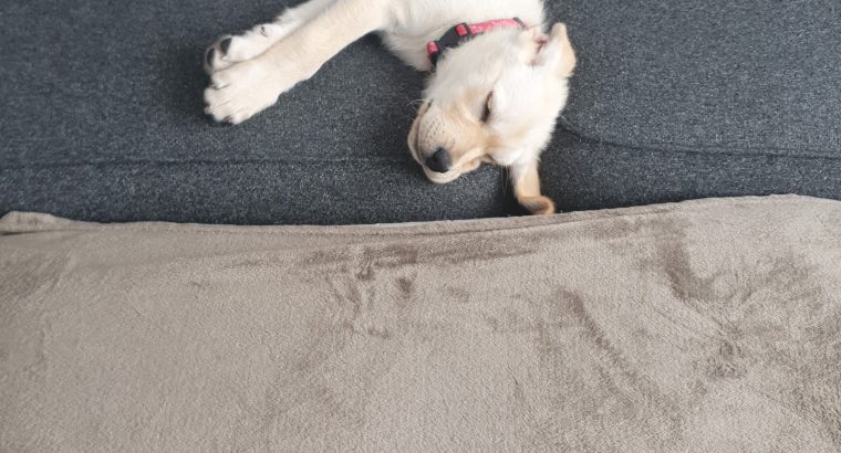 Labrador puppy