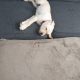Labrador puppy