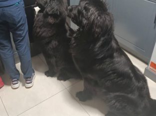 9 week old newfoundland