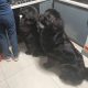 9 week old newfoundland
