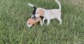 ðŸ¶ðŸ¾Foot Beagle PupsðŸ¾ðŸ¶
