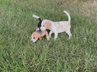 ðŸ¶ðŸ¾Foot Beagle PupsðŸ¾ðŸ¶