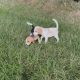 ðŸ¶ðŸ¾Foot Beagle PupsðŸ¾ðŸ¶