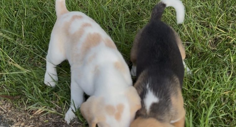 ðŸ¶ðŸ¾Foot Beagle PupsðŸ¾ðŸ¶
