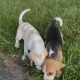 ðŸ¶ðŸ¾Foot Beagle PupsðŸ¾ðŸ¶