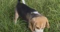 ðŸ¶ðŸ¾Foot Beagle PupsðŸ¾ðŸ¶