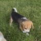 ðŸ¶ðŸ¾Foot Beagle PupsðŸ¾ðŸ¶