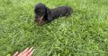 Purebred dachshund puppies