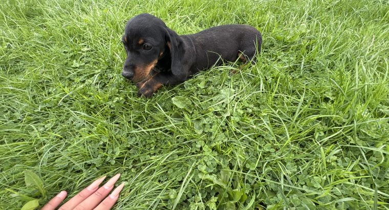 Purebred dachshund puppies