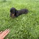 Purebred dachshund puppies