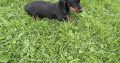 Purebred dachshund puppies