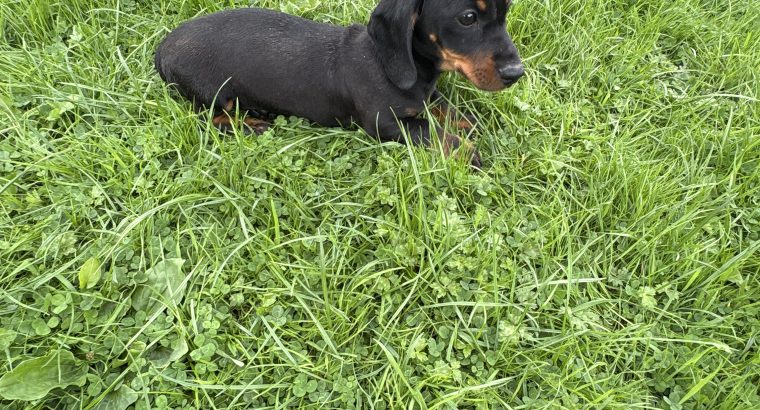 Purebred dachshund puppies
