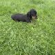 Purebred dachshund puppies