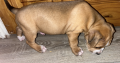Labrador cross pups