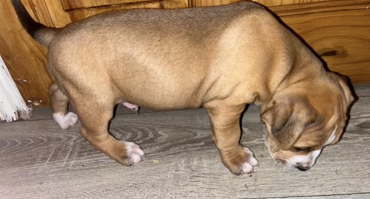 Labrador cross pups
