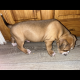 Labrador cross pups