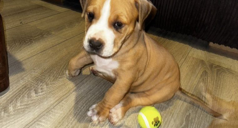 Labrador cross pups