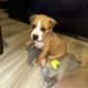 Labrador cross pups