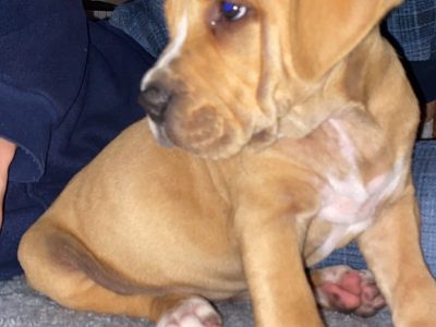 Labrador cross pups