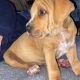 Labrador cross pups