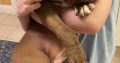 Labrador cross pups