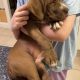 Labrador cross pups