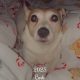 Rehoming