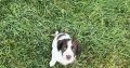 Springer Spaniel puppies