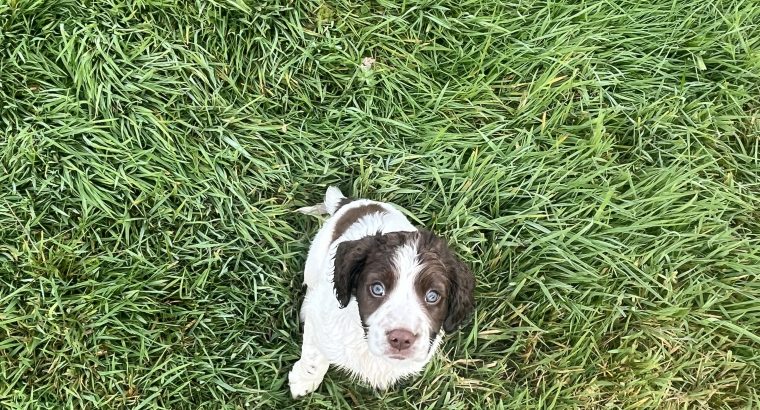 Springer Spaniel puppies