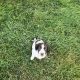 Springer Spaniel puppies