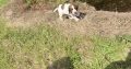 Springer Spaniel puppies