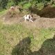 Springer Spaniel puppies