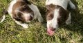 Springer Spaniel puppies