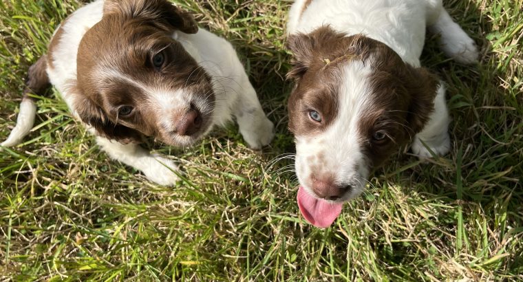 Springer Spaniel puppies